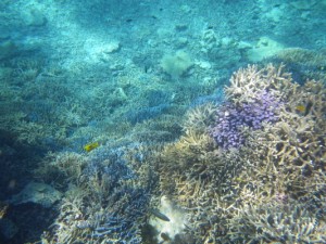 ishigaki205 マンタとの出会い