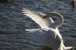 110318_4 オオハクチョウと古徳沼