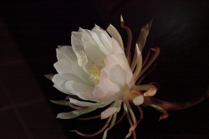 IMG_0642 月下美人