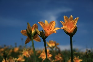 IMG_8265ka カンゾウの花とマグロ