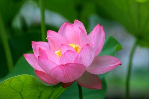 hasu104 修景池 大賀ハス