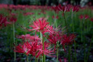 higanbana407 曼珠沙華(彼岸花)