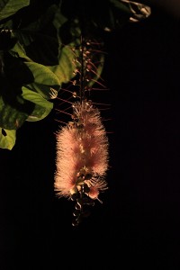 ishigaki102 サガリバナ in 石垣島