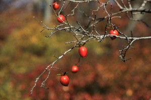 kyoto424 晩秋の京都