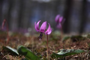 110509_1 戸隠高原のミズバショウとカタクリ