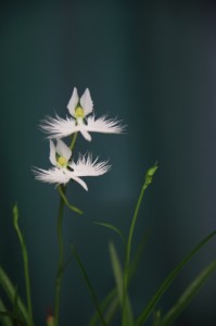 110806_1 九品仏のさぎ草