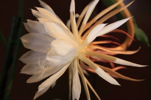 111029_4 季節はずれの月下美人