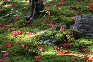 111120_2 京都・紅葉2011