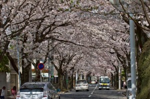 p120408_5 春・桜 2012