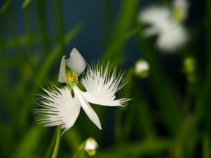 p1207xx_1 サギ草2012