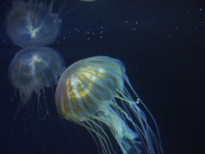 p1207xx_3 葛西臨海水族園