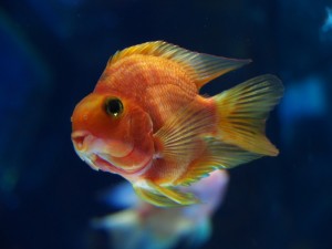 p1207xx_4 アートアクアリウム展2012