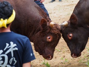 p1207xx_6 小千谷牛の角突き