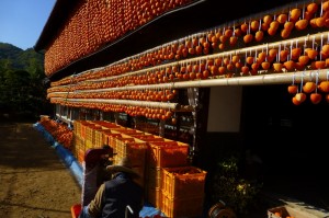 p121109 山梨秋の大収穫の旅