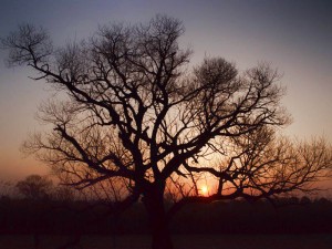 渡良瀬遊水地・2013春