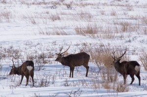 厳冬のオホーツク・2013