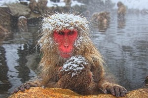 雪の地獄谷温泉「野猿公苑」