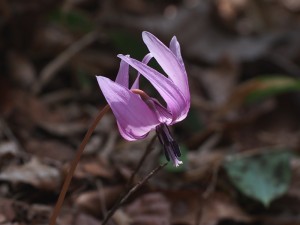 筑波山頂カタクリの花まつり