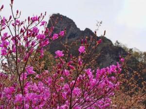 妙義山さくらの里