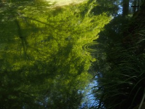 生田緑地 2013春