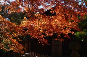 美術館庭園紅葉めぐり