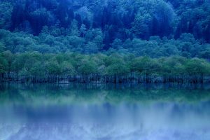白川湖の水没林
